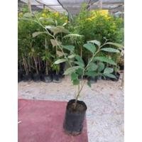 ราคา ต้นมะหลอด มะหลอด สวนเขาหมาก พันธุ์ไม้หายาก สมุนไพรไทย ต้นไม้ ไม้ผล ต้นพันธ์ เมล็ดพันธ์ พันธุ์ไม้ ไม้มงคล ไม้ฟอกอากาศ (4857317361)