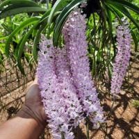 ราคา 3 ต้น ต้นกล้วยไม้ สกุลช้าง กล้วยไม้ไอยเรศ กระถาง 2 นิ้ว (9203856152)