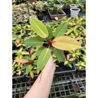 ราคา ไม้มงคล☘️กุมารแดงเรียกทรัพย์☘️Philodendron prince of orange☘️ (20361012638)