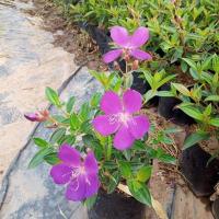 ราคา ม่วงมงคล ไม้สีม่วง ดอกดก (7432368609)