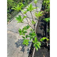 ราคา ต้นละมุดกระสวยมาเลย์ ไซส์ใหญ่ (20088440064)