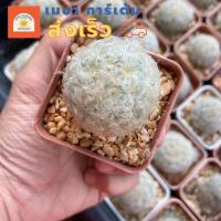 ราคา (ส่งไว)แมมขนนกขาว กระบองเพชร กระถาง 2 นิ้ว(ต้นไม้ส่งทั้งกระถาง) (20975202547)