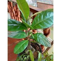 ราคา ต้นจิกทะเลใบสวยมากเป็นมันวาวหัวเป็นรูปหัวใจสวยมาก2ต้น119ต้องมีติดบ้านไว้จิกทรัพย์เข้าบ้านแล้วนะคะ (9211964587)