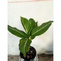 ราคา ต้นบารมีเศรษฐี ต้นไม้เสริมบารมี (26453001596)