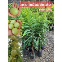 ราคา ต้นมะขามป้อมอินเดีย มะขามป้อมยักษ์อินเดีย ต้นทาบกิ่งพร้อมปลูก (28455258446)