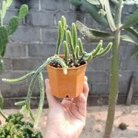 ราคา ริพซาลิส ขากระต่าย กระถาง 3 นิ้ว (24770127809)