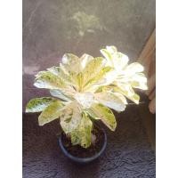 ราคา ต้นชวนชม ใบด่าง สวยๆๆๆๆ ดอกชมพู(ยังไม่ออก) (21986639190)