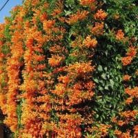 ราคา ต้นพวงแสด ไม้เลื้อย ดอกสีส้ม (3805772756)