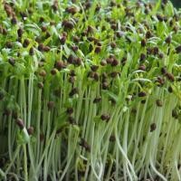 ราคา เมล็ดผักบุ้งเพาะงอก 1ขีด เมล็ดผักบุ้ เมล็ดผักบุ้งเพาะต้นอ่อน เมล็ดผักบุ้ง เมล็ดต้นอ่อนผักบุ้ง เมล็ดพันธุ์ ผักบุ้งงอก (27259842693)