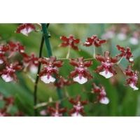 ราคา กล้วยไม้ ชาลีเบบี้. (5277070638)