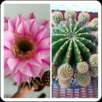 ราคา อิชินอปไฮบริดแองเจิ้ล.หน่อเด็ดสด (10180513179)