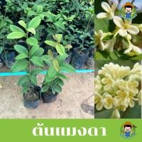 ราคา ต้นหอมหมื่นลี้ ดอกสีขาวนวลมีกลิ่นหอม แข็งแรงพร้อมปลูก พร้อมส่ง (21138375668)