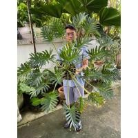 ราคา ฟิโลเดนดรอน ซานาดู Philodendron xanadu Croat ไม้ฟอกอากาศ (21804476848)