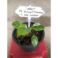 ราคา เสน่ห์จันทร์ประกายดาว ลายจัดๆสวยๆ (10226222790)