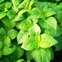 ราคา เมล็ดพันธุ์ ยี่หร่า กลิ่นหอม รสเผ็ด ใบรา ใบยี่หร่า (8513599942)