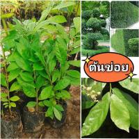 ราคา ต้นข่อย,หรือ ข่อยดัด ต้นไม้นิยมปลูกทำรั้ว ใบเป็นสมุนไพรมีสรรพคุณทางยา ต้นกล้าเเข็งเเรงพร้อมปลูก เสียหายยินดีเคลมฟรี (17099090803)