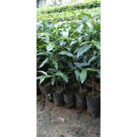 ราคา ต้นมั่งมี สูง 30-40 เซนติเมตร (12836644969)