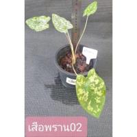 ราคา เสือพราน บอนสี *ส่งฟรี* (13745059933)