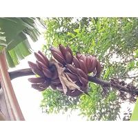 ราคา #กล้วยนาก #หน่อกล้วยนาก จัดส่ง 2 หน่อ หอมอ่อนๆไม่ฉุน ผสมกล้วยหอมและกล้วยไข่ (15799682795)