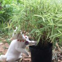 ราคา ต้นหญ้าแมว ต้นไผ่แมว ต้นไผ่เงิน จัดส่งพร้อมกระถาง 10 นิ้ว ลำต้นสูง 30 ซม (5568975172)