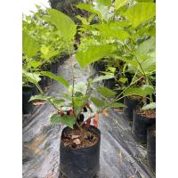 ราคา ต้นหม่อน มัลเบอร์รี่พันเชียงใหม่60ลูกใหญ่ดกหวาน (3248299510)