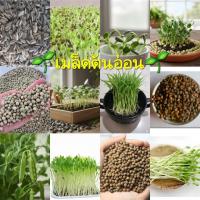 ราคา เมล็ดต้นอ่อน ทานตะวัน ผักบุ้ง ถั่วลันเตานิวซีแลนด์ ถั่วลันเตาเมเปิ้ล (โต้วเหมี่ยว) เมล็ดสำหรับเพาะต้นอ่อน อัตราการงอกสูง (43276997931)