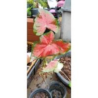 ราคา บอนสี ตับรามเกียรติ์ หนุมารจองถนน (13440896112)