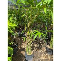 ราคา ต้นไผ่น้ำเต้า ไผ่ประดับสวยงาม (43005225894)