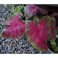 ราคา บอนสีเงาะถอดรูป 200-.ต้นเดี่ยวยังไม่กัดสีมีหัว ส่งแบบห่อตุ้มดิน (11528400608)