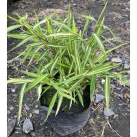 ราคา ต้นไผ่เงิน ไผ่เลี้ยงแมว ไม้มงคล ถุงเพาะ5“ (41054204178)