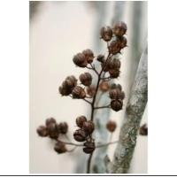 ราคา ดอกไม้แห้งจากธรรมชาติ 1 ชุด 3 ชิ้น (24895767689)