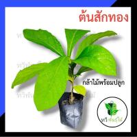 ราคา ต้นสักทอง กล้าไม้ป่าไม้เศรษฐกิจ​ สักทอง​ ต้นไม้แข็งแรง พร้อมส่ง เสียหายระหว่างขนส่ง ทางร้านพร้อมรับผิดชอบ (8306973291)