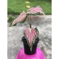 ราคา บอนสี ฮกหลง ตับสามก๊ก (12826230978)