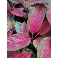 ราคา ต้นลายน้ำทอง แก้วกาญจนา (13750377264)