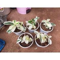 ราคา เอื้องหมายนาด่าง(ไม้ฟอกอากาศ) (8683688066)