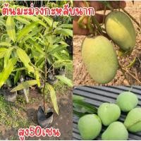 ราคา ต้นมะม่วงกะหลับนาก ต้นเสียบยอด สูง50เซนครับ ต้นพร้อมปลูก (29427097991)