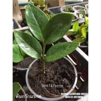 ราคา ไม้มลคล ต้นกวักมรกต กวักมรกต ไม้ฟอกอากาศ (5446587115)