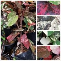 ราคา ต้นโพธิ์หลากสีหรือโพธิ์7สี (8708650866)