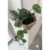 ราคา พลูหัวใจแนบ Scindapsus pictus Exotica (3449763786)