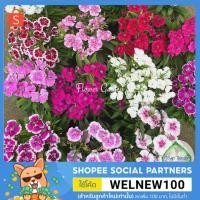 ราคา F81 ต้นผีเสื้อ Dianthus มีหลายสี ไม้ดอก ไม้ประดับ แบบถุง (3858193170)