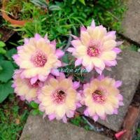ราคา อิชินอปซิส Echinopsis sp. (13208472099)