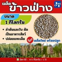 ราคา ข้าวฟ่าง 1 กิโลกรัม #พร้อมปลูก#Millet (26760708926)