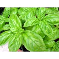 ราคา 300 เมล็ด โหระพาอิตาลีใบใหญ่ (3328214546)