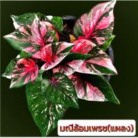 ราคา มณีล้อมเพชรแผลง (จัดส่งทั้งกระถาง) ต้นที่ส่งรูป 2-4ค่ะ (18370931358)