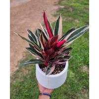 ราคา ต้น นางพญาคล้าทองใบด่าง นางพญา คล้าทองใบ ด่าง ต้นคล้าทองใบด่าง ต้นคล้าทองใบ ทษณน (18118137427)