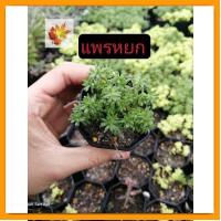 ราคา [ต้นไม้จิ๋ว] เศรษฐีแพรหยก แพรหยก พร้อมกระถาง วางบนโต๊ะทำงานได้ ต้นไม้มงคล ต้นไม้ประดับ ต้นไม้ปลูกในบ้าน เสริมดวง (20674864194)