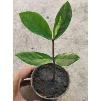 ราคา กวักมรกต ต้นกวักมรกตด่างในกระถางพร้อมส่ง (29965657853)