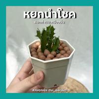 ราคา ต้นหยกนำโชค หยกกำแพงเมืองจีน ต้นไม้มงคล พร้อมกระถาง3นิ้ว 4นิ้ว (15605465392)