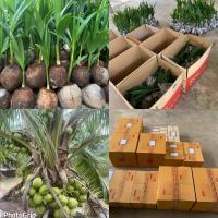 ราคา พันธุ์มะพร้าวน้ำหอมบ้านแพ้วต้นเตี้ยแท้%เกต1 รับประกันพันธุ์แท้ 100% (18638000360)