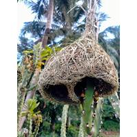 ราคา รังนกกระจาบตัวผู้ สวยๆๆ (15660877508)